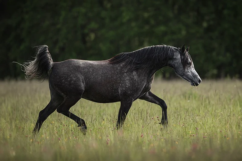Arabų arklių tinklaraštis