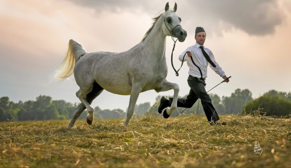Arabų arklių veisimas