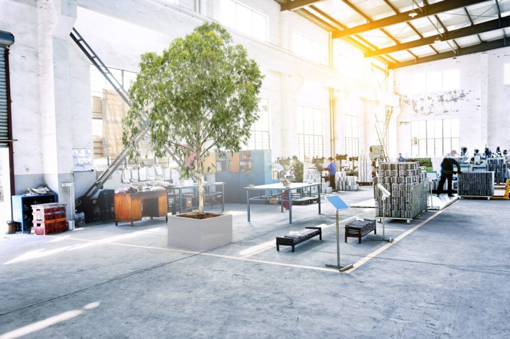 Kaip stabilizuoti augalus