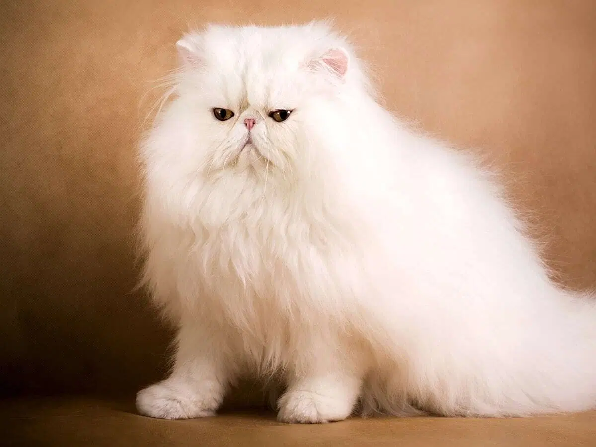 Kiek kainuoja brangiausia katė Blogas