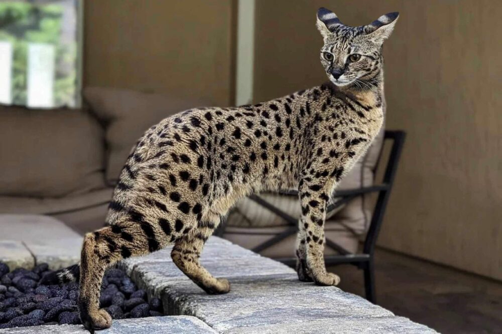 Kokia Yra Brangiausia Katė