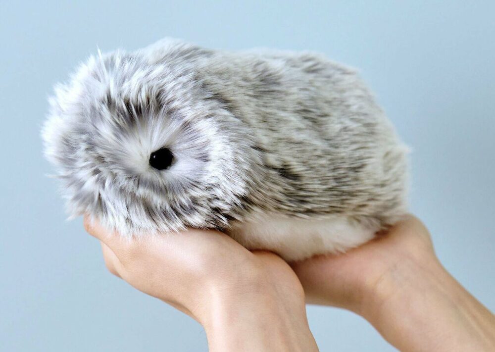 Moflin Ar Galima Jį Nusipirkti Lenkijoje