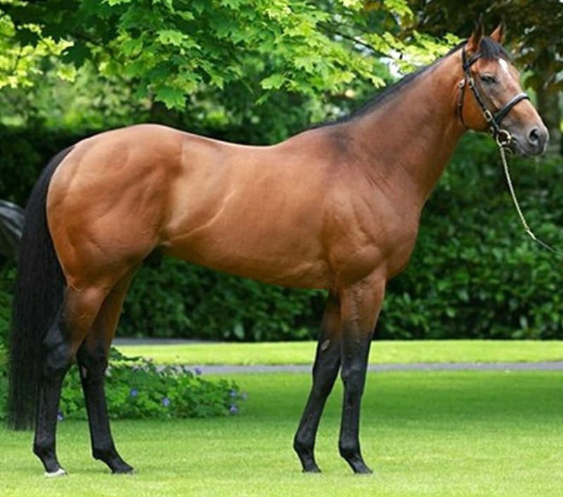 Folbluto temperamentas