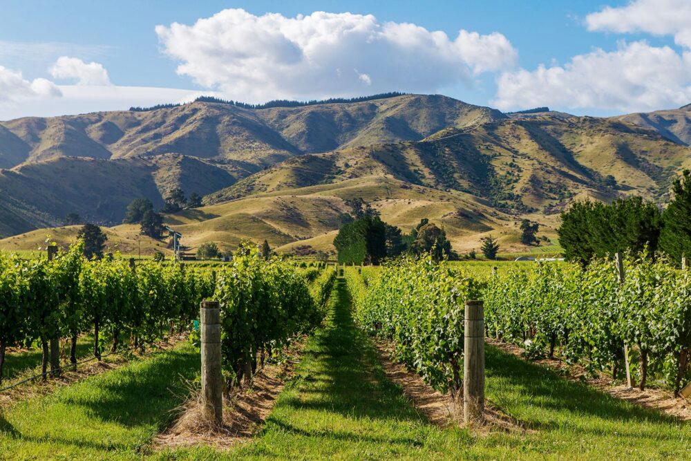 Marlborough Region Vynininkai